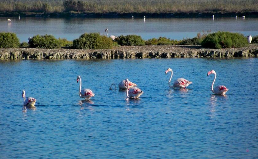 Gebieden voor vogels in Alicante, Santa Pola en Torrevieja in Medvilla Spanje